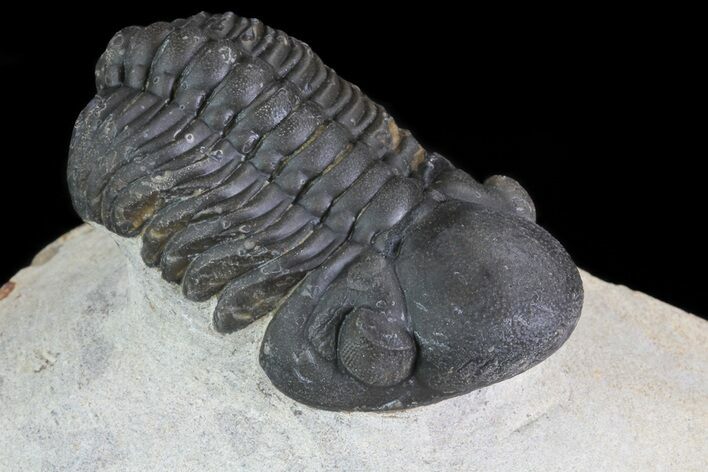 Reedops Trilobite - Atchana, Morocco #69613
